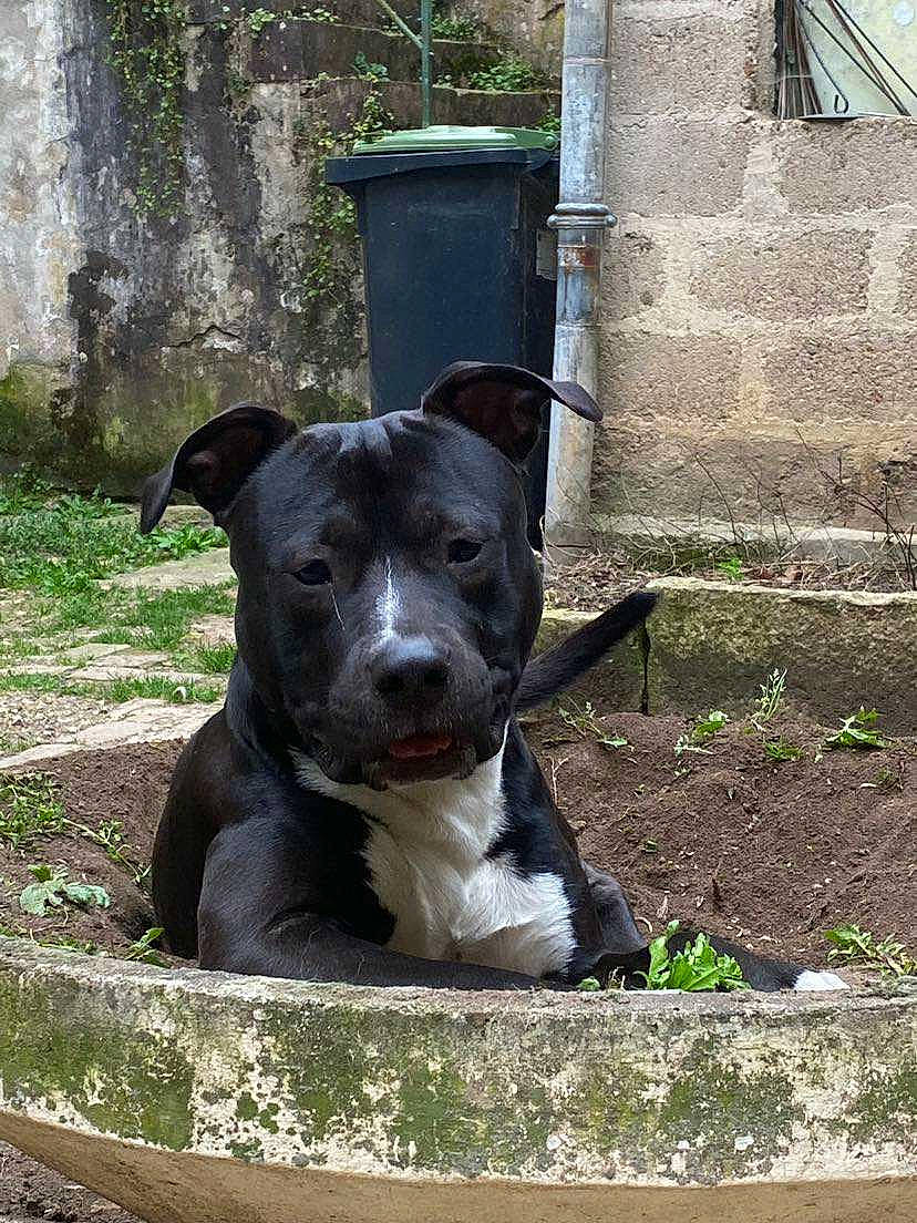 Boyka a rejoint le concours — aidez-le/la à gagner de superbes lots ! art, canidae, carnivore, collar, companion_dog, dog, dog_breed, dog_collar, fawn, grass, hunting_dog, non_sporting_group, plant, snout, sporting_group, terrestrial_animal, waste_container, whiskers, working_animal, working_dog