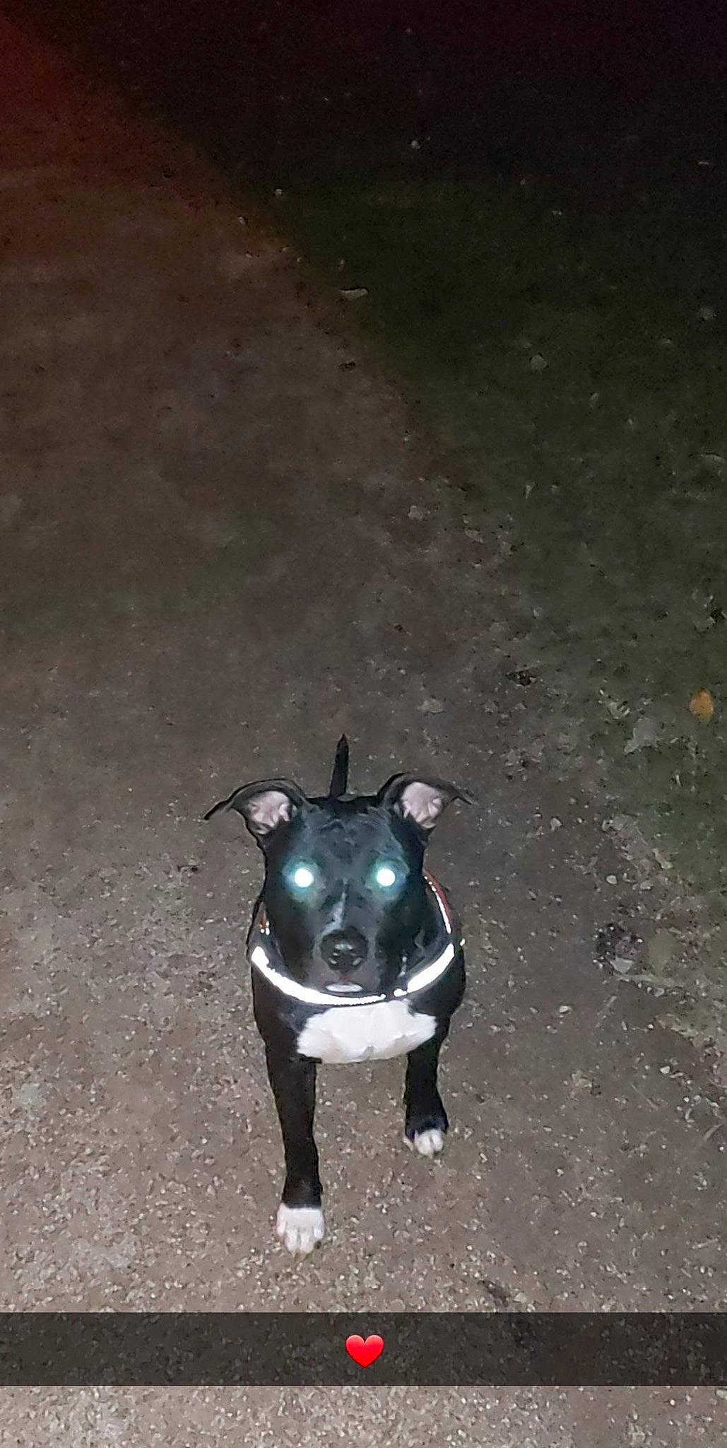 Boyka participe au concours pour gagner de l'argent avec cette photo : art, asphalt, canidae, carnivore, dairy_cow, darkness, dog_breed, fawn, flash_photography, grass, grey, livestock, road_surface, shadow, snout, sporting_group, tail, terrestrial_animal, whiskers, working_animal