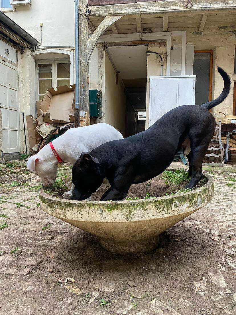Boyka participe au concours pour gagner de l'argent avec cette photo : art, automotive_tire, automotive_wheel_system, building, carnivore, dog, dog_breed, grass, house, lawn_ornament, plant, sculpture, statue, tail, terrestrial_animal, tire, wheel, wheelbarrow, window, working_animal