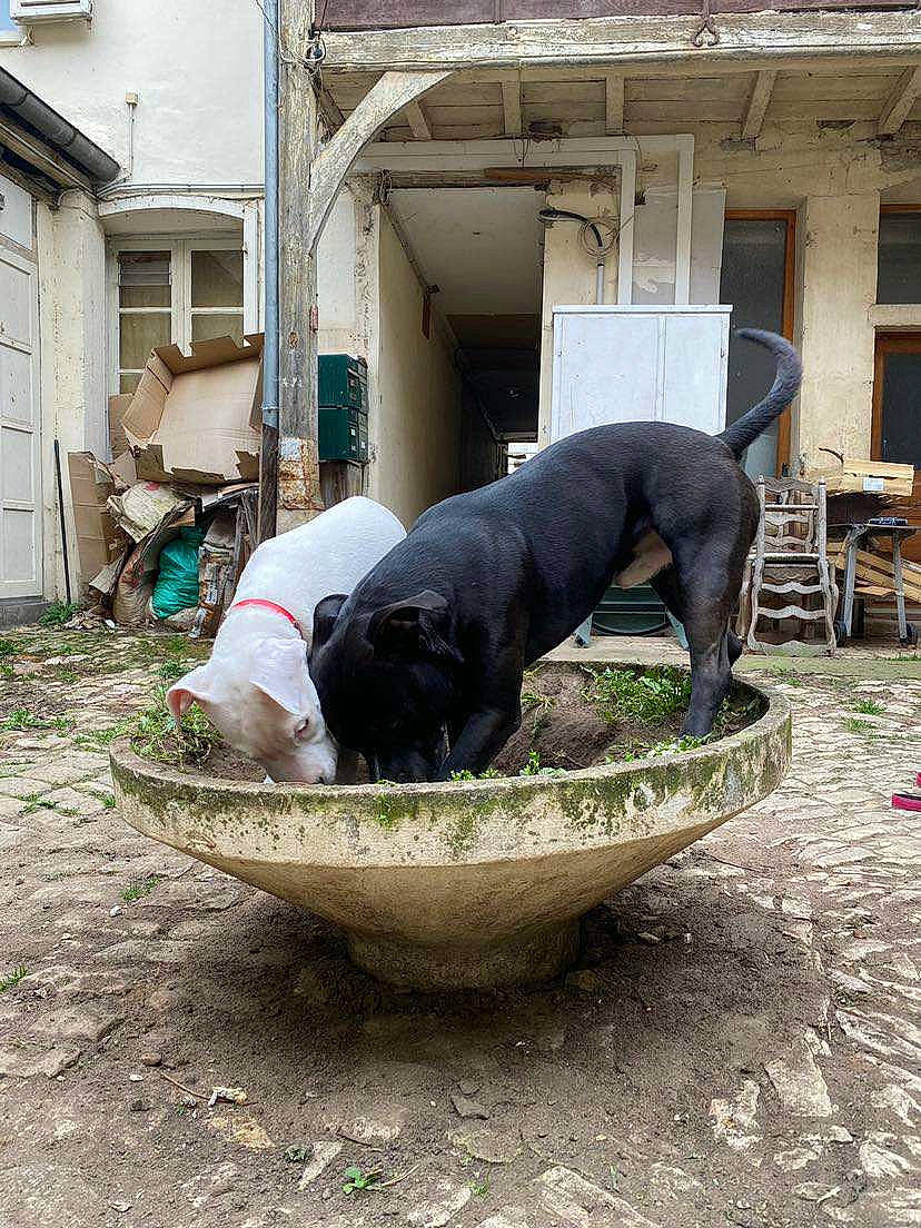 Boyka a rejoint le concours — aidez-le/la à gagner de superbes lots ! automotive_tire, automotive_wheel_system, building, carnivore, dog, dog_breed, dog_supply, fawn, grass, house, plant, snout, soil, sporting_group, tail, tire, water, wheel, window, working_animal