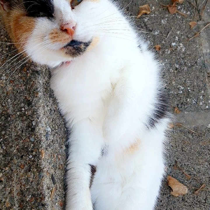Jessica