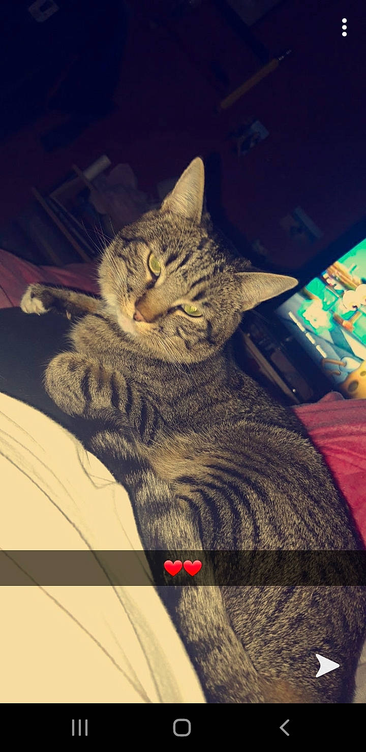 Zipette