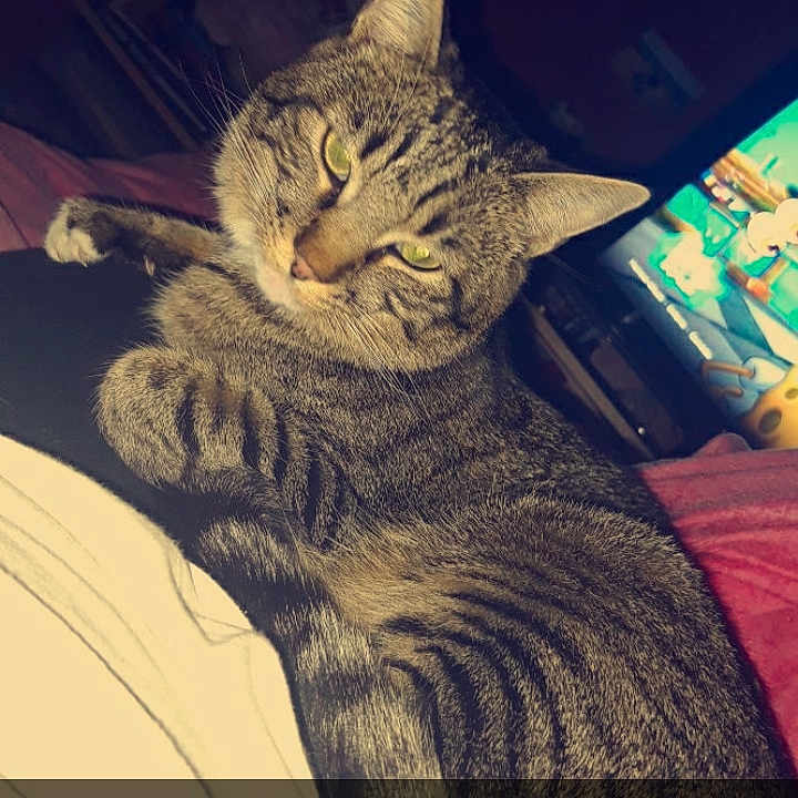 Zipette