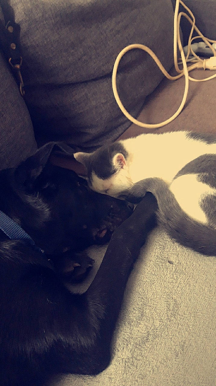 Bandit