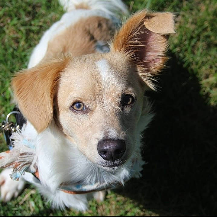 Bear is registered to the contest to win money with this photo: ancient_dog_breeds, art, canidae, carnivore, companion_dog, dog, dog_breed, eye, fang, fawn, fur, grass, plant, puppy, snout, sporting_group, terrestrial_animal, whiskers, working_dog