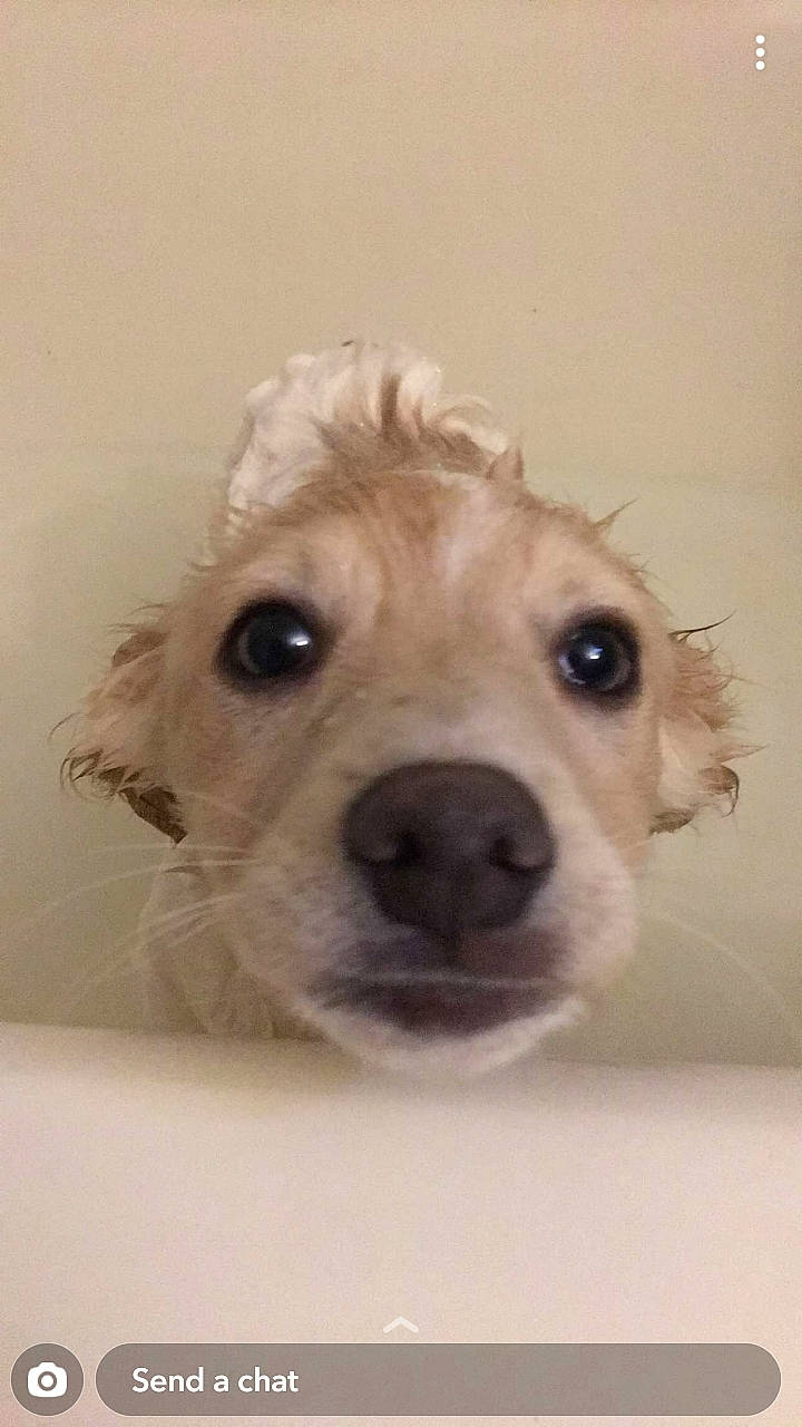 Bear is registered to the contest to win money with this photo: canidae, carnivore, companion_dog, dog, dog_breed, dog_supply, ear, fawn, fur, maltepoo, non_sporting_group, pet_supply, small_terrier, snout, sporting_group, terrier, toy_dog, whiskers, working_animal