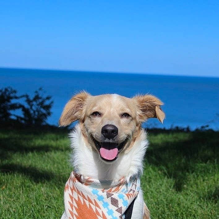 Bear is registered to the contest to win money with this photo: aircraft, canidae, carnivore, collar, companion_dog, dog, dog_breed, dog_clothes, dog_collar, dog_supply, fawn, grass, grassland, horizon, landscape, pet_supply, plant, sky, snout, water