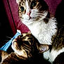 Sandrine Teboul a rejoint le concours — aidez-le/la à gagner de superbes lots ! cat, pet, animal, feline, tabby, whiskers, closeup, indoor, curious, cute, companion, fur, portrait, two_cats, domestic, eyes, snuggle, relaxed, friendly, home