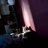 Sandrine Teboul a rejoint le concours — aidez-le/la à gagner de superbes lots ! cat, tabby_cat, bed, blanket, shadow, sunlight, indoor, purple_wall, lamp, books, cozy, relaxed, feline, pet, sleepy, domestic, fur, whiskers, resting, household