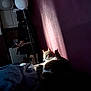 cat, tabby_cat, bed, blanket, shadow, sunlight, indoor, purple_wall, lamp, books, cozy, relaxed, feline, pet, sleepy, domestic, fur, whiskers, resting, household