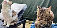 Sandrine Teboul a rejoint le concours — aidez-le/la à gagner de superbes lots ! cat, outdoor, pet, feline, lounger, pillow, grooming, tabby_cat, white_cat, relaxing, pavement, paw, whiskers, ear, fur, person, clothing, home_garden, sunlight, leisure