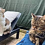 cat, outdoor, pet, feline, lounger, pillow, grooming, tabby_cat, white_cat, relaxing, pavement, paw, whiskers, ear, fur, person, clothing, home_garden, sunlight, leisure