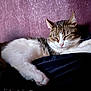 Sandrine Teboul a rejoint le concours — aidez-le/la à gagner de superbes lots ! cat, sleeping, resting, fur, indoor, pet, whiskers, paw, cozy, relaxed, mammal, domestic_animal, closeup, feline, animal, cute, tabby, white, pink_nose, calm