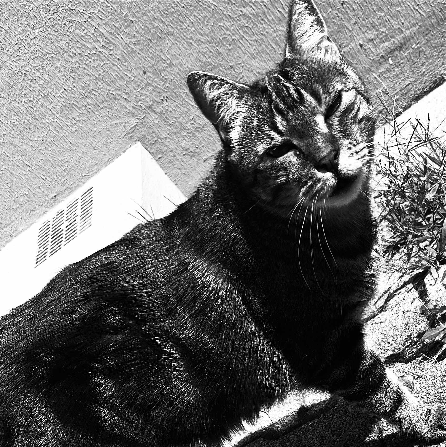 Sandrine Teboul participe au concours pour gagner de l'argent avec cette photo : cat, tabby, close_up, black_and_white, outdoor, sunlight, grass, wall, fur, whiskers, pet, animal, curious, texture, nature, mammal, sitting, portrait, daylight, feline