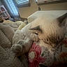 Lottie joined the competition — help win amazing prizes! animal, blanket, blinds, cat, comfort, cozy, cute, feline, floral, fur, home, indoor, nap, pet, pillow, relaxation, resting, sleeping, soft_light, window