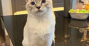 Lottie is registered to the contest to win money with this photo: animal, blue_eyes, cat, clean, countertop, curious, domestic, ears, feline, household, indoor, kitchen, kitten, light, pet, reflection, sitting, table, whiskers, young