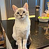 animal, blue_eyes, cat, clean, countertop, curious, domestic, ears, feline, household, indoor, kitchen, kitten, light, pet, reflection, sitting, table, whiskers, young