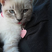 Lottie joined the competition — help win amazing prizes! animal, blue_eyes, cat, close_up, collar, cream_colored, cute, feline, fluffy, fur, heart_shaped_tag, indoor, pet, pink_collar, portrait, relaxed, resting, tongue_out, whiskers, young_cat