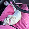 Lottie is registered to the contest to win money with this photo: car_interior, casual_clothing, collar, comfort, cozy, cup, cute, domestic_animal, drink, feline, kitten, lap, pet, pink_sweatpants, relaxed, resting, seatbelt, sleeping, steering_wheel, young_animal