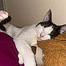 Bedo participe au concours pour gagner de l'argent avec cette photo : cat, sleeping, black_and_white, paw, teddy_bear, plush_toy, blanket, indoor, cozy, resting, cute, feline, fur, animal, relaxed, pink_nose, whiskers, soft, nap, peaceful