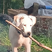 Winter is registered to the contest to win money with this photo: animal, canine, collar, daylight, dog, grass, grass_patch, greenery, muzzle, nature, outdoor, pet, playful, side_view, stick, sunlight, walking, white_dog, wood, yard