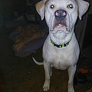 Winter is registered to the contest to win money with this photo: animal, blanket, canine, carpet, collar, dog, domestic_animal, ears, eyes_glowing, flash, floor, furniture, indoor, looking, nostrils, pet, snout, standing, tail, white_dog