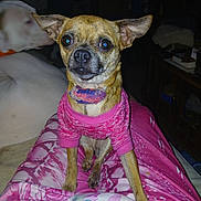 Sophia is registered to the contest to win money with this photo: dog, small_dog, pink_sweater, pet, indoor, blanket, lap, animal, companion, cute, canine, fur, sitting, portrait, cozy, domestic, friendship, comfort, household, relaxed