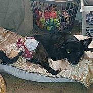 Sassy is registered to the contest to win money with this photo: animal, black_dog, carpet, cozy, cushion, diaper, dog, domestic, eye_reflection, fabric, floor, furniture, household, indoor, laundry_basket, pet, polka_dot, resting, shelving_unit, yarn