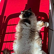 Frank joined the competition — help win amazing prizes! cat, fluffy, lying_down, sunlight, shadow, red_background, blue_eyes, pet, indoor, relaxed, fur, whiskers, tail, paw, window_light, domestic_animal, cute, animal, cozy, resting