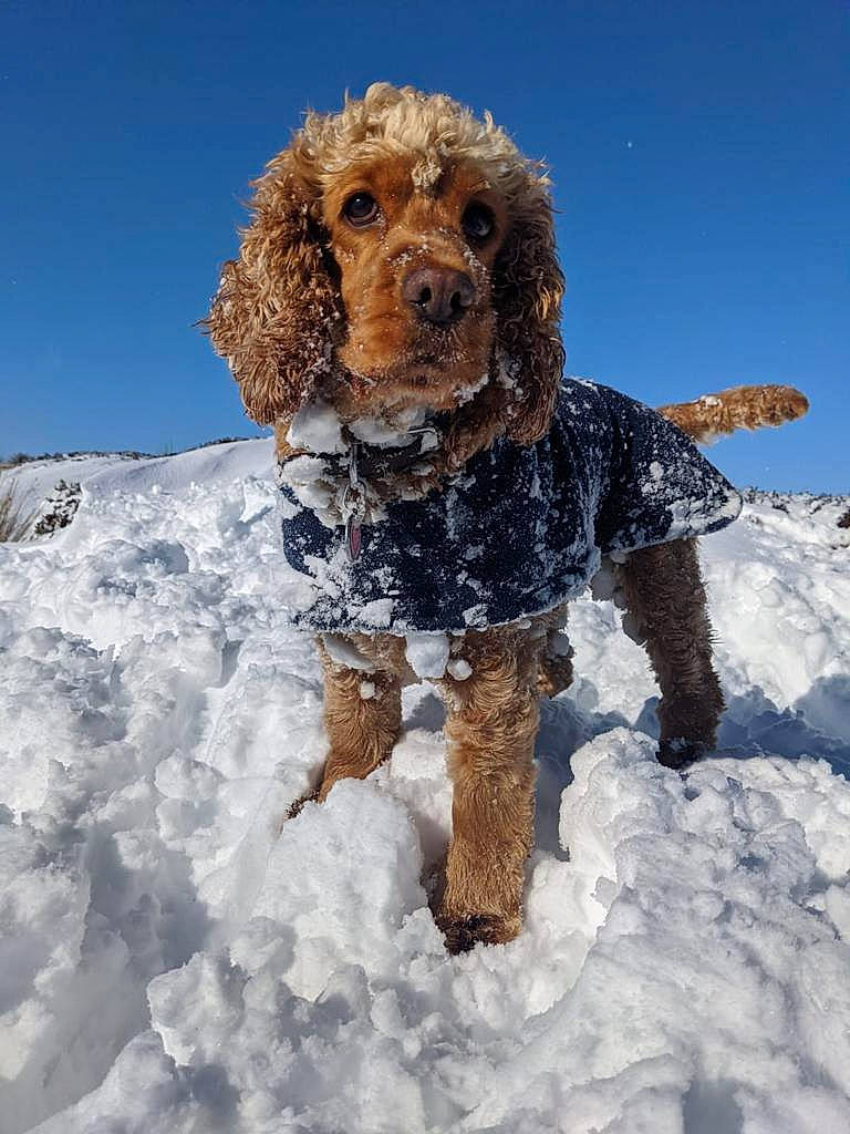 Peanut joined the competition — help win amazing prizes! canidae, carnivore, cockapoo, companion_dog, dog, dog_breed, dog_clothes, goldendoodle, mammal, miniature_poodle, non_sporting_group, poodle, poodle_crossbreed, puppy, snow, sporting_group, standard_poodle, toy_dog, toy_poodle, winter