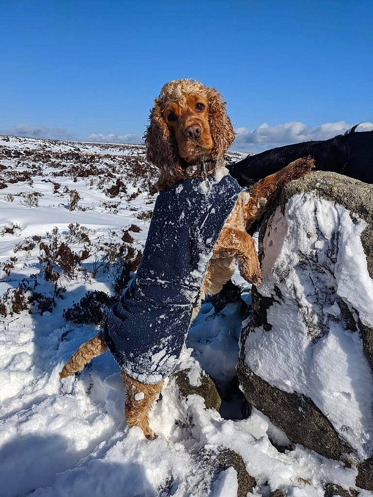 Peanut joined the competition — help win amazing prizes! canidae, carnivore, cocker_spaniel, dog, dog_breed, mammal, snow, sporting_group, styrian_coarse_haired_hound, vertebrate, winter