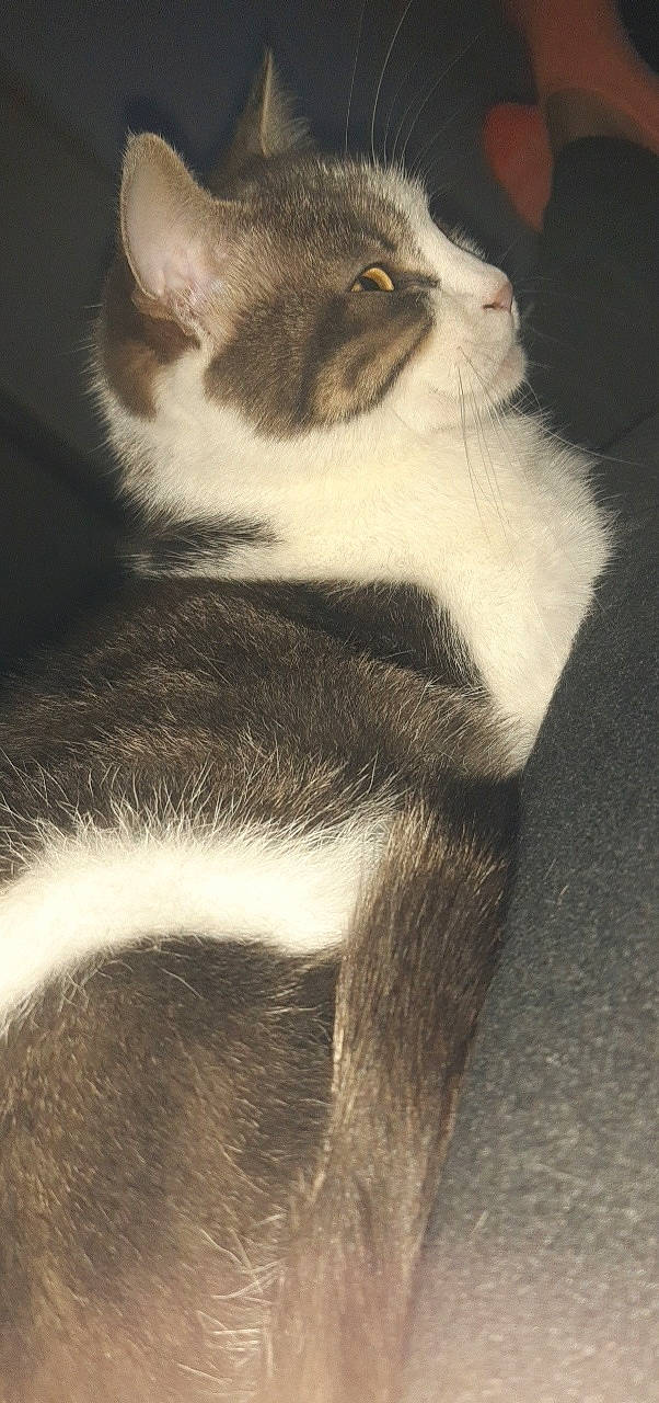 Gandja a rejoint le concours — aidez-le/la à gagner de superbes lots ! american_wirehair, black_and_white, british_shorthair, carnivore, cat, domestic_short_haired_cat, european_shorthair, felidae, fur, kitten, mammal, polydactyl_cat, small_to_medium_sized_cats, snout, tail, whiskers