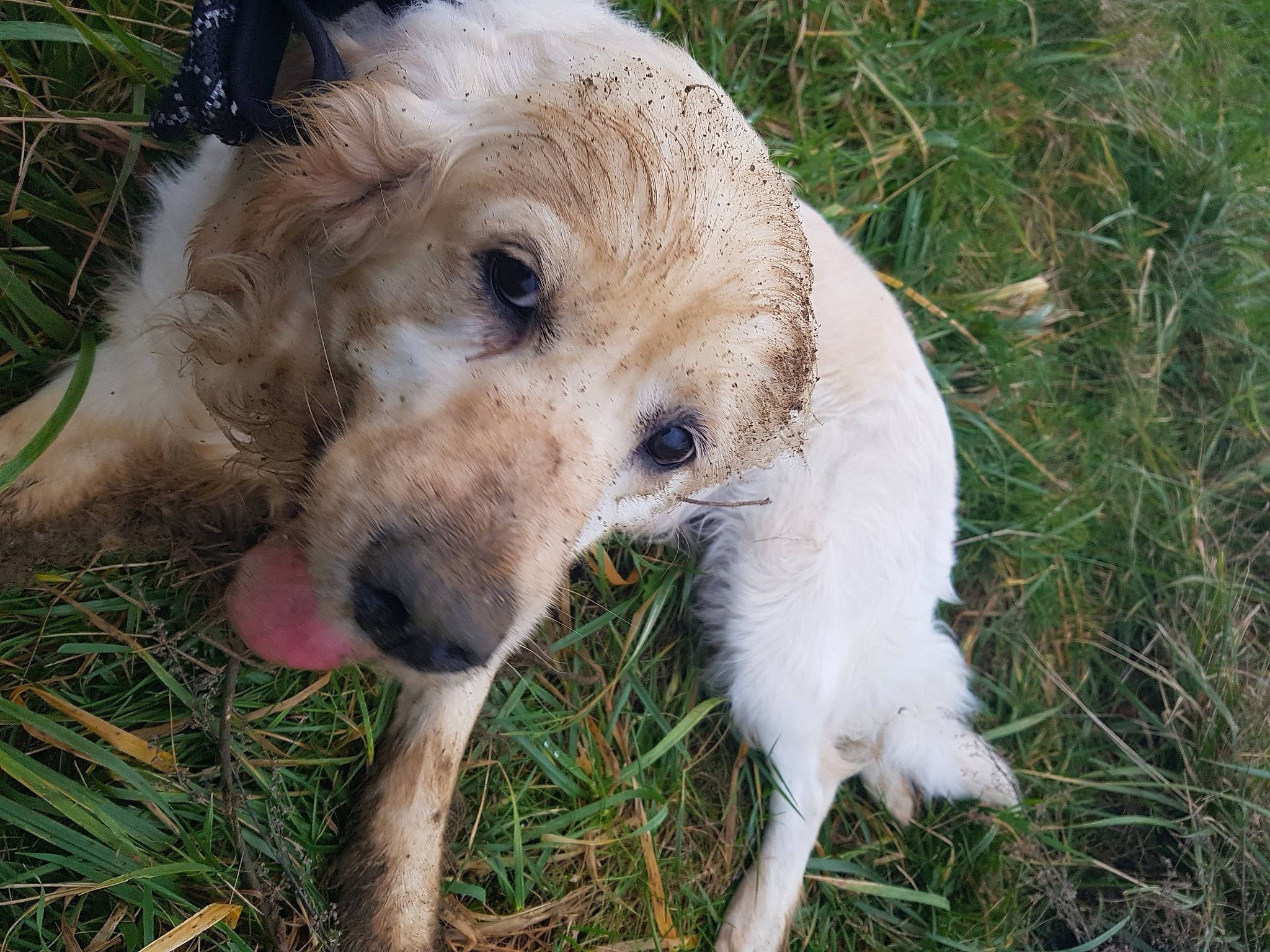 Loca a rejoint le concours — aidez-le/la à gagner de superbes lots ! canidae, carnivore, companion_dog, dog, dog_breed, fawn, fur, grass, plant, retriever, snout, sporting_group, tail, terrestrial_animal, terrier, working_animal, working_terrier