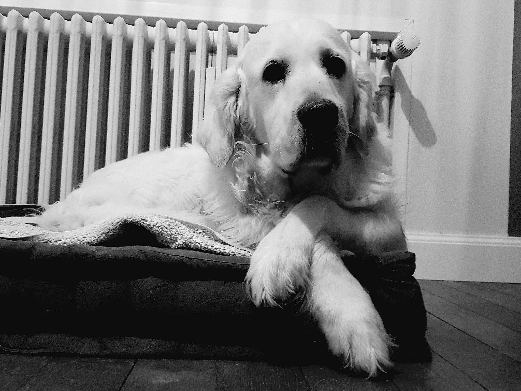 Loca a rejoint le concours — aidez-le/la à gagner de superbes lots ! black_and_white, carnivore, companion_dog, dog, dog_breed, fence, flooring, fur, happy, mammal, monochrome, monochrome_photography, paw, pet_supply, snout, sporting_group, style, whiskers, white, working_animal