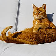 Wifi a rejoint le concours — aidez-le/la à gagner de superbes lots ! cat, ginger_cat, pet, feline, animal, lounging, couch, indoor, sunlight, shadow, relaxed, fur, whiskers, ears, tail, comfort, domestic_cat, closeup, portrait, resting