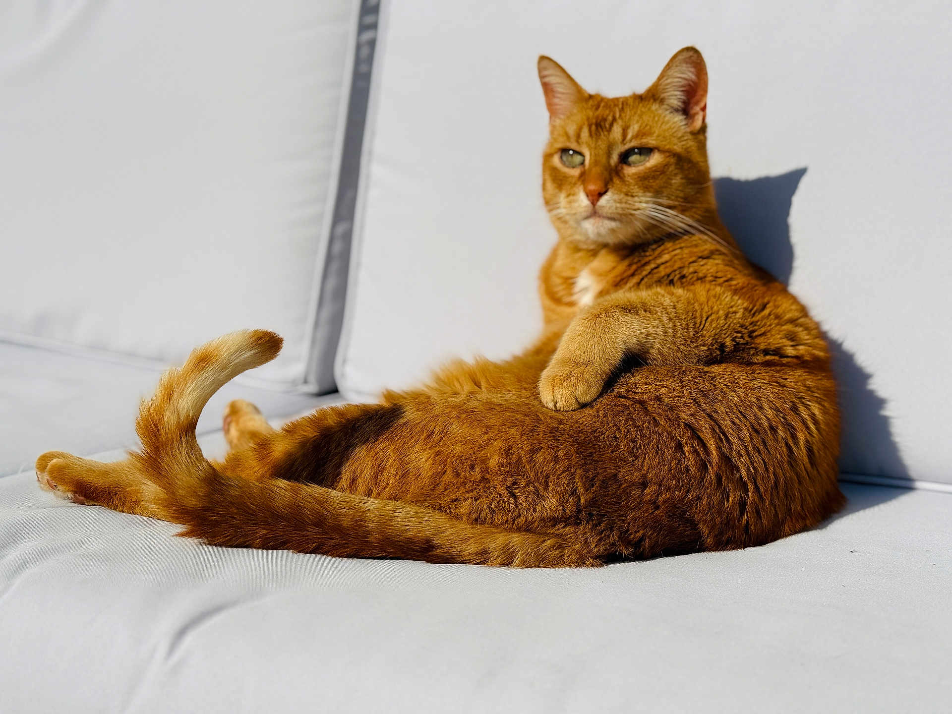 Wifi a rejoint le concours — aidez-le/la à gagner de superbes lots ! cat, ginger_cat, pet, feline, animal, lounging, couch, indoor, sunlight, shadow, relaxed, fur, whiskers, ears, tail, comfort, domestic_cat, closeup, portrait, resting