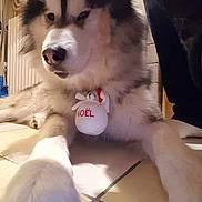Yanuuk participe au concours pour gagner de l'argent avec cette photo : alaskan_klee_kai, alaskan_malamute, canadian_eskimo_dog, canidae, carnivore, companion_dog, dog, dog_breed, mammal, miniature_siberian_husky, native_american_indian_dog, nose, sakhalin_husky, siberian_husky, sled_dog, snout, tamaskan_dog, vertebrate, wolfdog, working_dog
