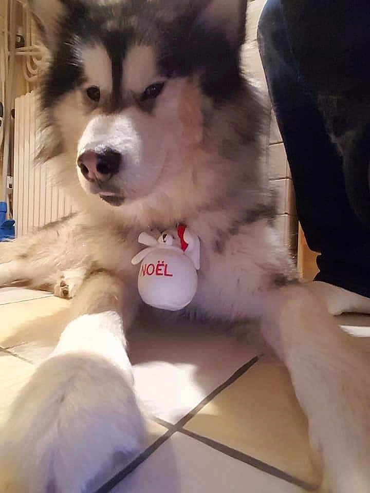 Yanuuk participe au concours pour gagner de l'argent avec cette photo : alaskan_klee_kai, alaskan_malamute, canadian_eskimo_dog, canidae, carnivore, companion_dog, dog, dog_breed, mammal, miniature_siberian_husky, native_american_indian_dog, nose, sakhalin_husky, siberian_husky, sled_dog, snout, tamaskan_dog, vertebrate, wolfdog, working_dog