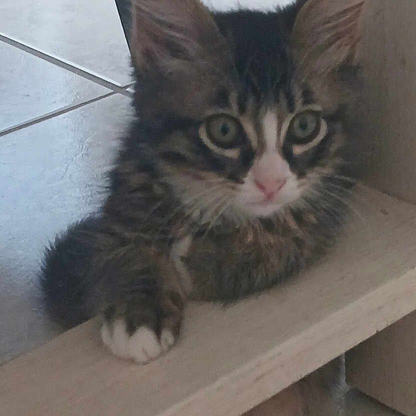 Simba participe au concours pour gagner de l'argent avec cette photo : animal, cat, closeup, curious, cute, ears, feline, floor, fur, indoor, kitten, paw, pet, playful, resting, small, tile, whiskers, wood, young