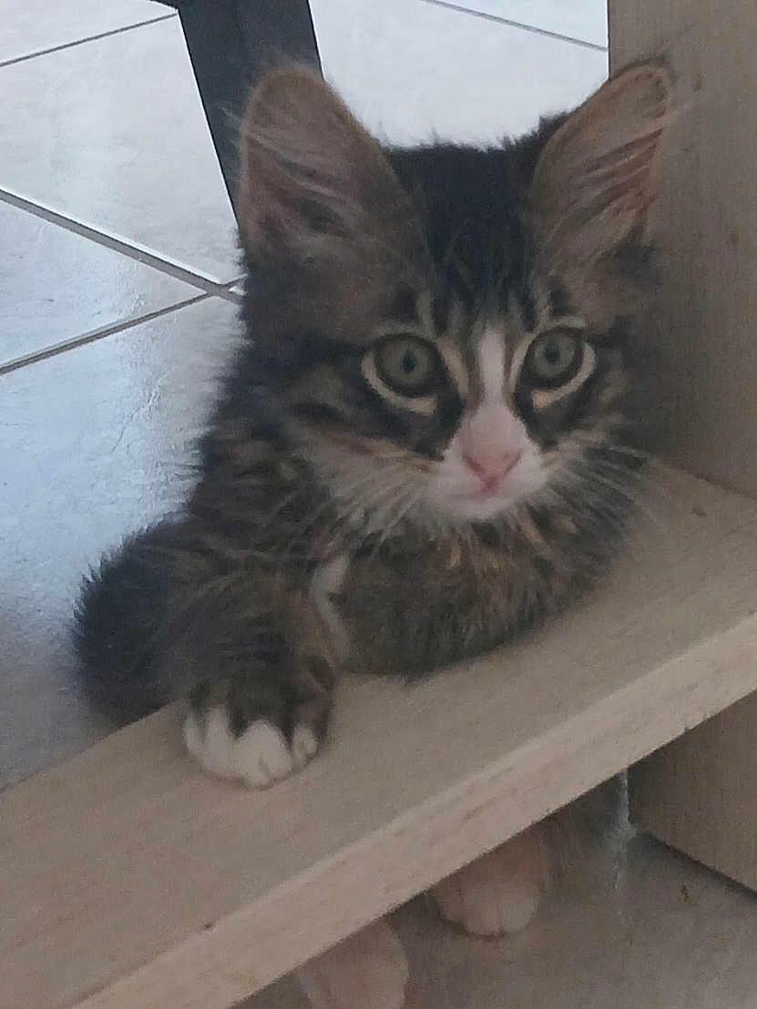 Simba participe au concours pour gagner de l'argent avec cette photo : kitten, cat, paw, wood, floor, tile, curious, pet, indoor, animal, feline, young, cute, whiskers, ears, fur, playful, resting, closeup, small