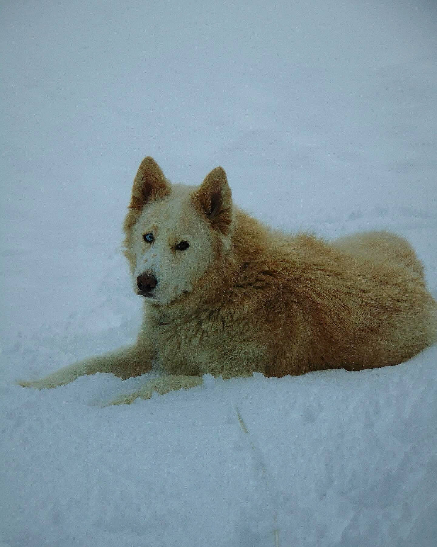 Bowie is registered to the contest to win money with this photo: canidae, carnivore, dog, dog_breed, non_sporting_group, snow, sporting_group, tail, terrestrial_animal, water, winter, working_animal