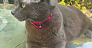 Roxy joined the competition — help win amazing prizes! animal, cat, closeup, collar, daylight, domestic_cat, fur, glass_table, gray_cat, greenery, nature, outdoor, pet, pink_collar, relaxed, side_view, sunlight, table, whiskers, yellow_eyes