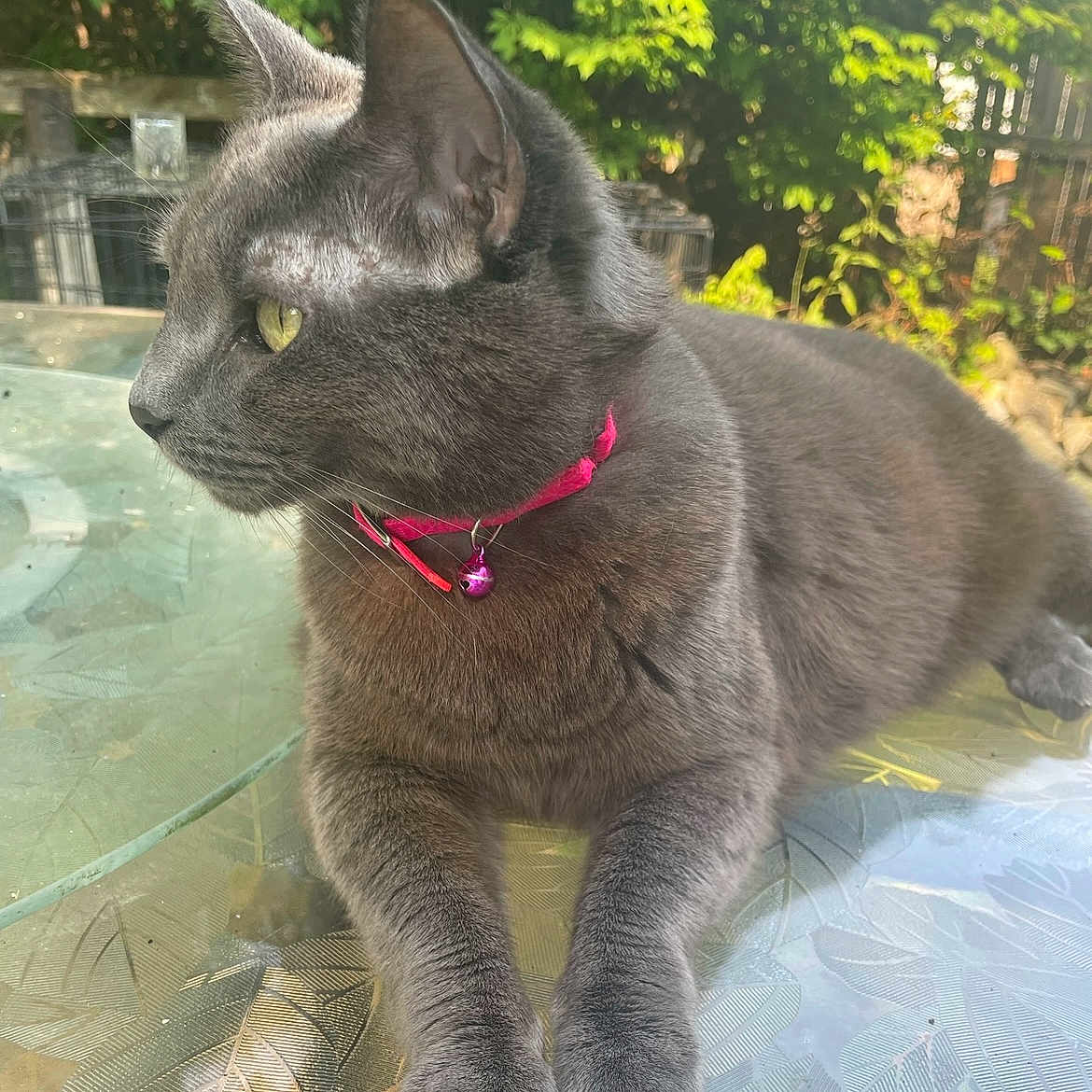 Roxy