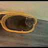 cat, gray_cat, wicker_basket, wooden_floor, indoor, pet, animal, feline, resting, cozy, curious, domestic_cat, flooring, home_interior, looking_at_camera, basket, relaxed, cute, fur, small_space