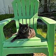 Roxy is registered to the contest to win money with this photo: adirondack_chair, animal, backyard, cat, daylight, domestic_cat, fence, grass, gray_cat, green_chair, nature, outdoor, pet, relaxing, resting, shadows, summer, sunlight, tree, wooden_chair