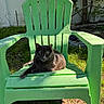 adirondack_chair, animal, backyard, cat, daylight, domestic_cat, fence, grass, gray_cat, green_chair, nature, outdoor, pet, relaxing, resting, shadows, summer, sunlight, tree, wooden_chair