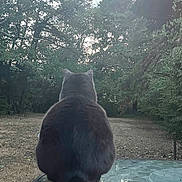 Roxy joined the competition — help win amazing prizes! cat, animal, pet, back_view, sitting, glass_table, outdoor, nature, trees, greenery, yard, tail, fur, daylight, serene, quiet, contemplative, domestic_cat, wildlife, garden