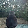 cat, animal, pet, back_view, sitting, glass_table, outdoor, nature, trees, greenery, yard, tail, fur, daylight, serene, quiet, contemplative, domestic_cat, wildlife, garden
