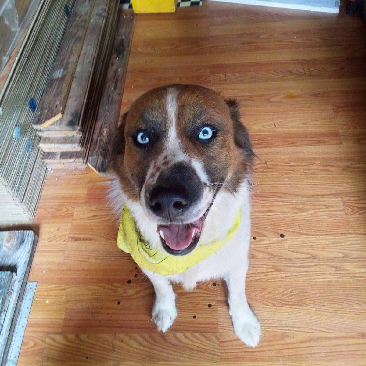 Riccy Jones joined the competition — help win amazing prizes! accessories, animal, ball, cabinet, canine, dog, door, furniture, hardwood, hound, indoors, interiordesign, pet, plywood, puppy, sport, strap, tennis, tennisball, wood