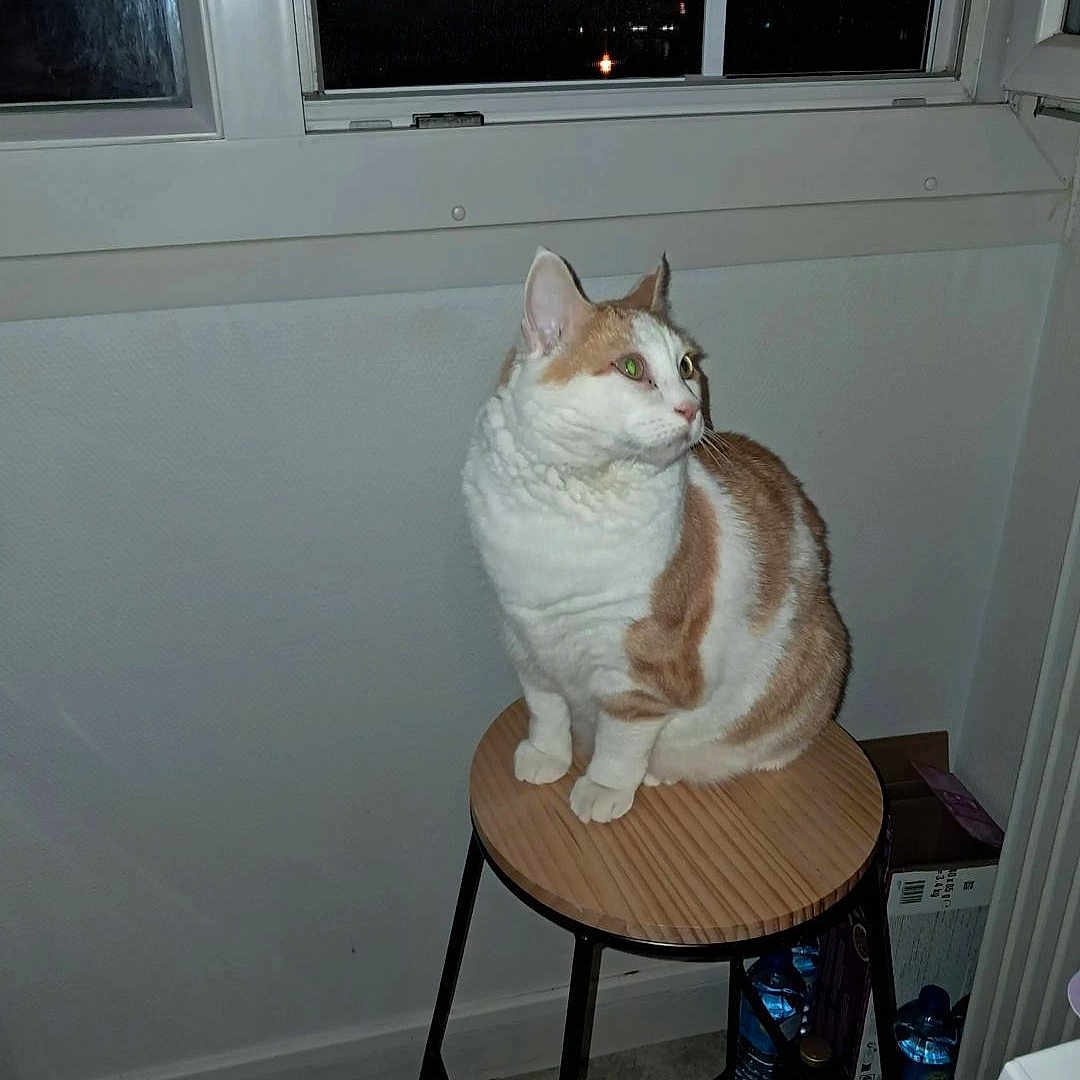 Nougat participe au concours pour gagner de l'argent avec cette photo : animal, architecture, barstool, building, cat, chair, desk, diningroom, diningtable, furniture, indoors, interiordesign, person, pet, photography, room, sitting, table, window, wood